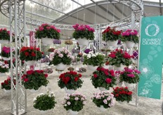 Pelargonium Santana Series of Dümmen Orange